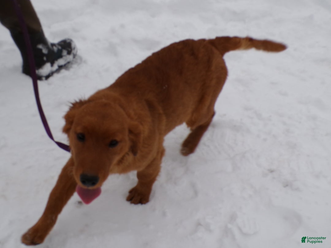 Golden Retriever dogs for sale: Golden Retriever Puppy 3 Piper - Ad 4