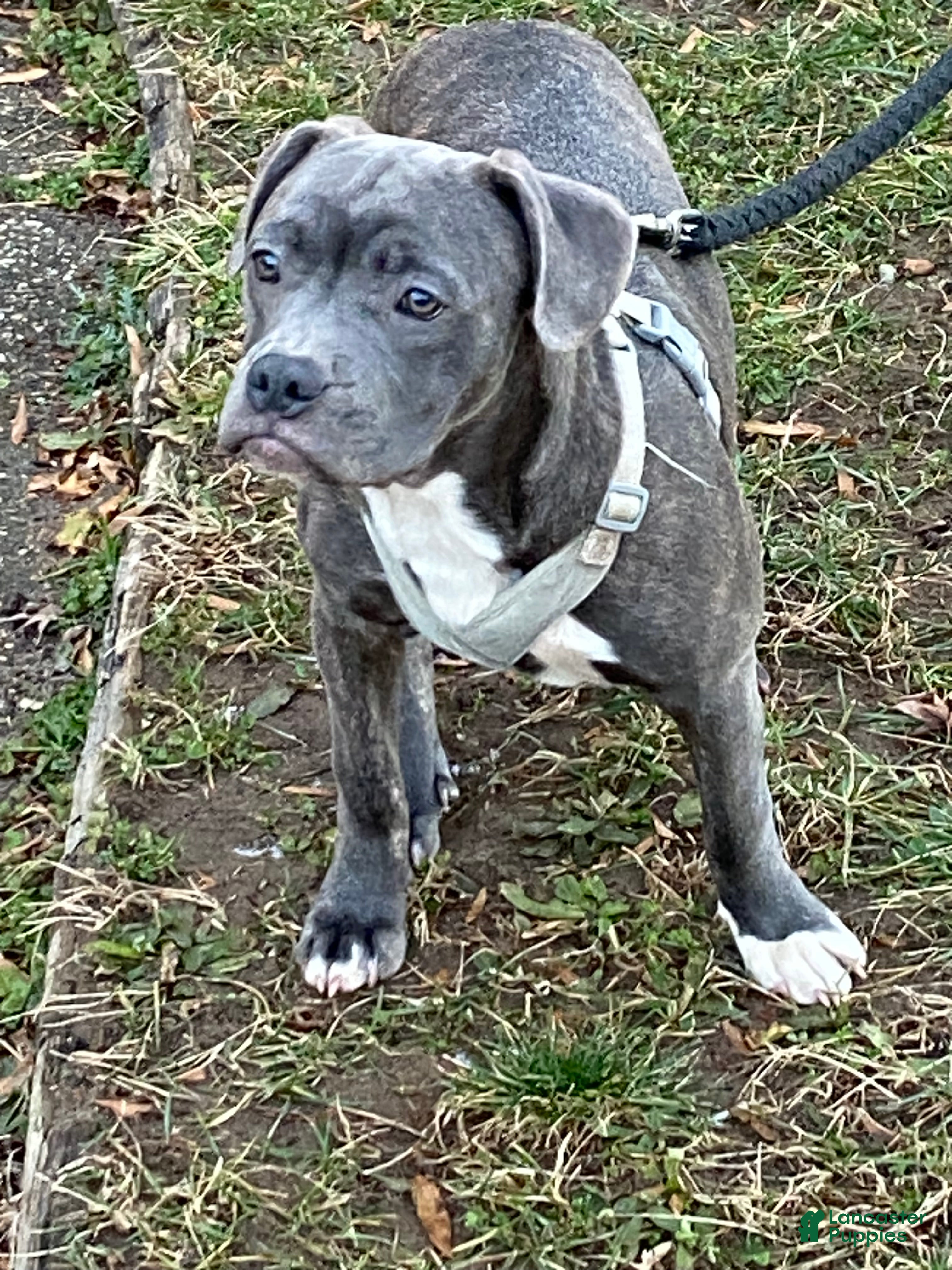 Mixed Breed dogs Smoke - Ad 2