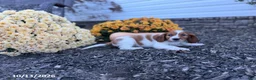 Welsh Springer Spaniel dogs for sale: Lollipop - Ad 10