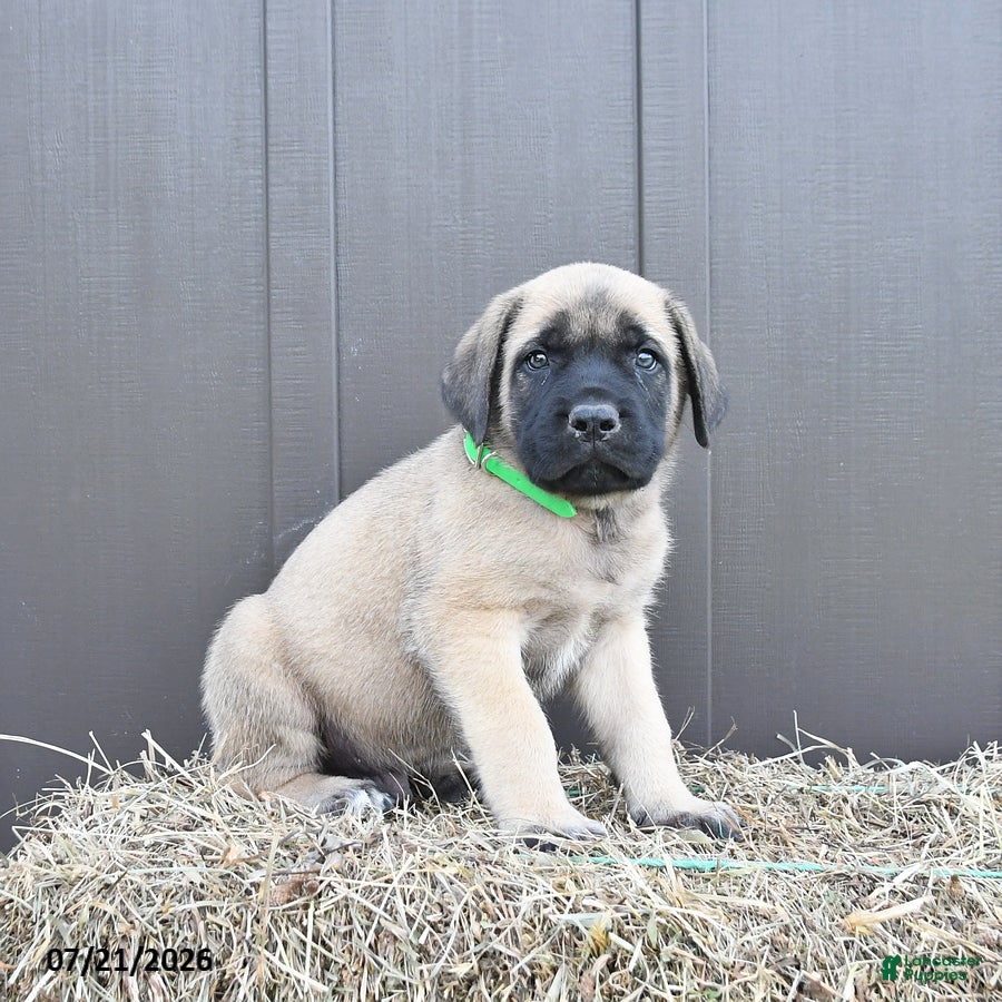 English Mastiff dogs Merlin - Ad 1
