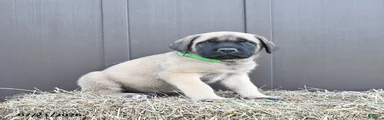 Merlin