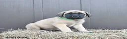 English Mastiff dogs for sale: Merlin - Ad 1