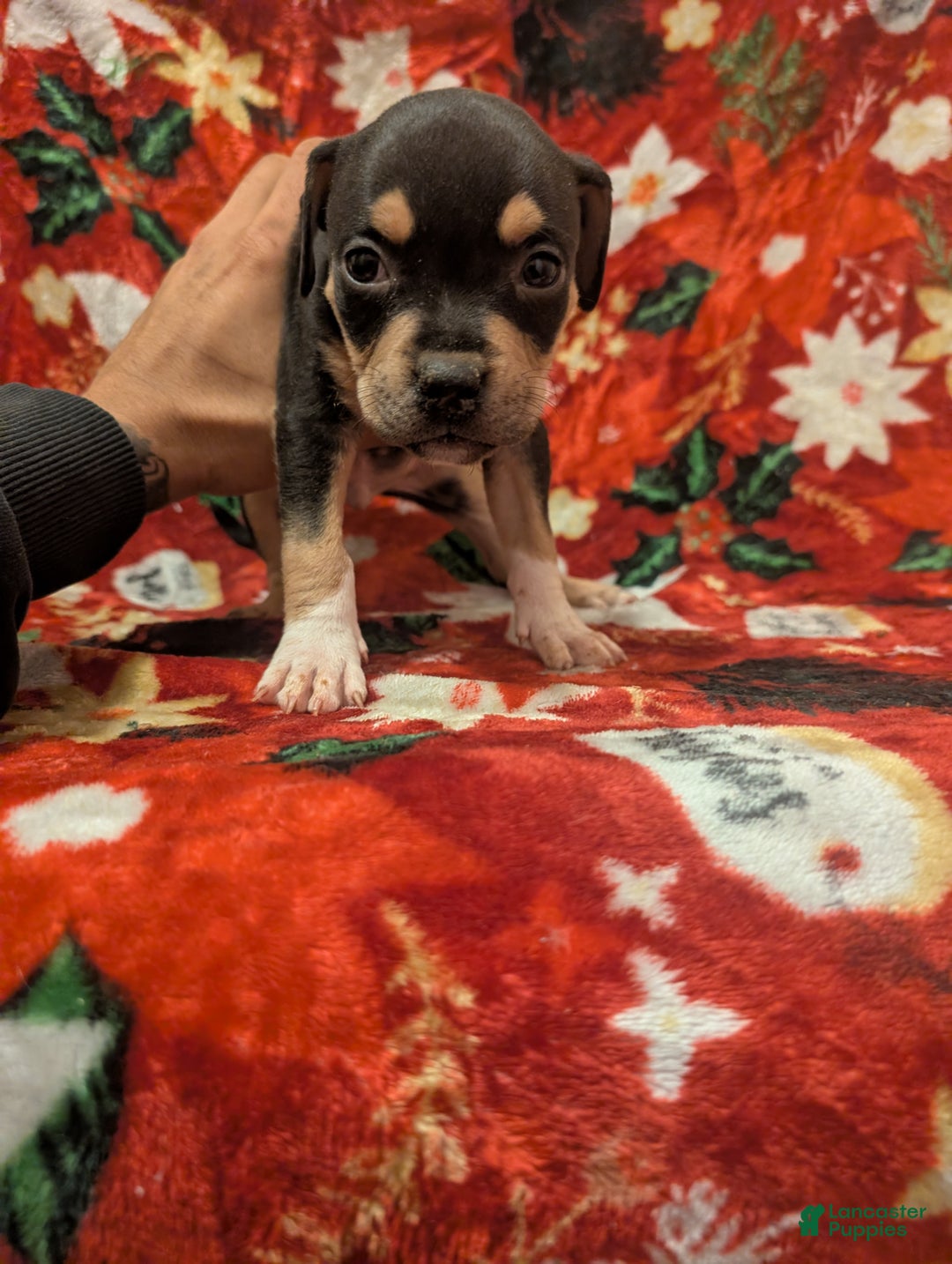 American Bully dogs for sale: American Bully Puppy 4 - Ad 2