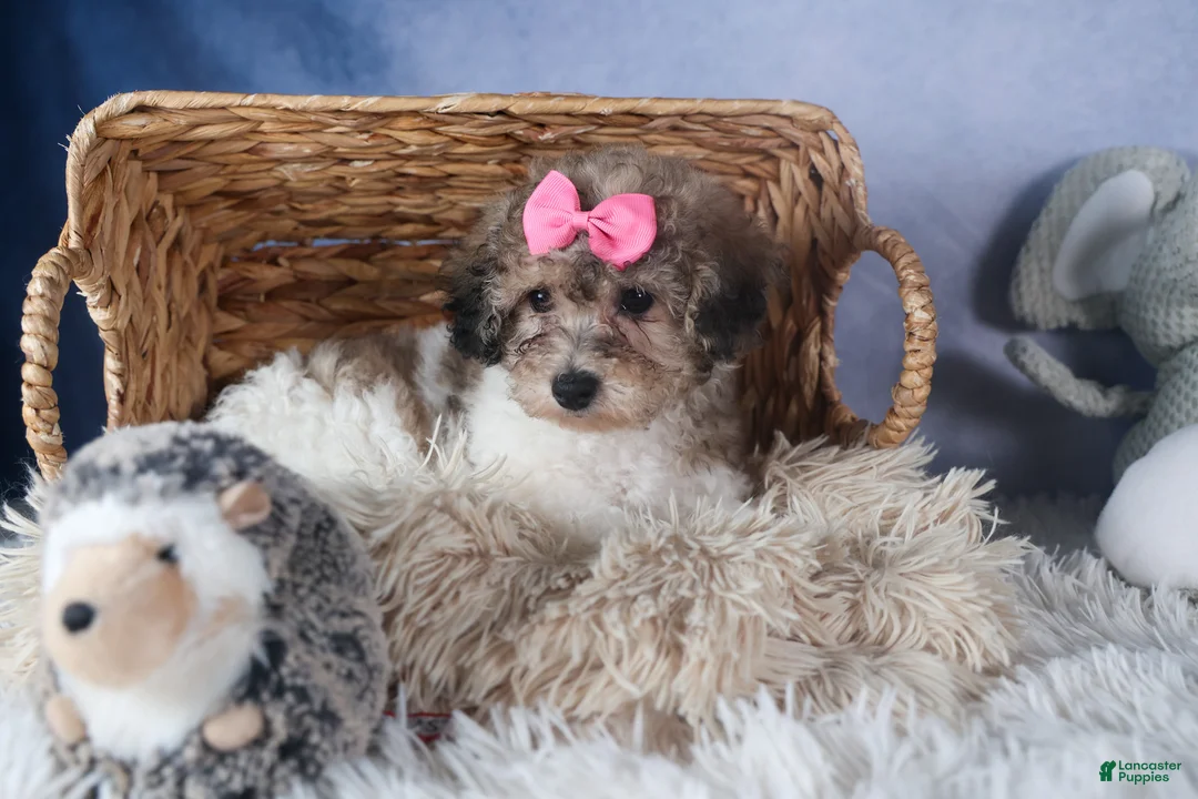 Bichpoo dogs for sale: Sweetheart - Ad 6