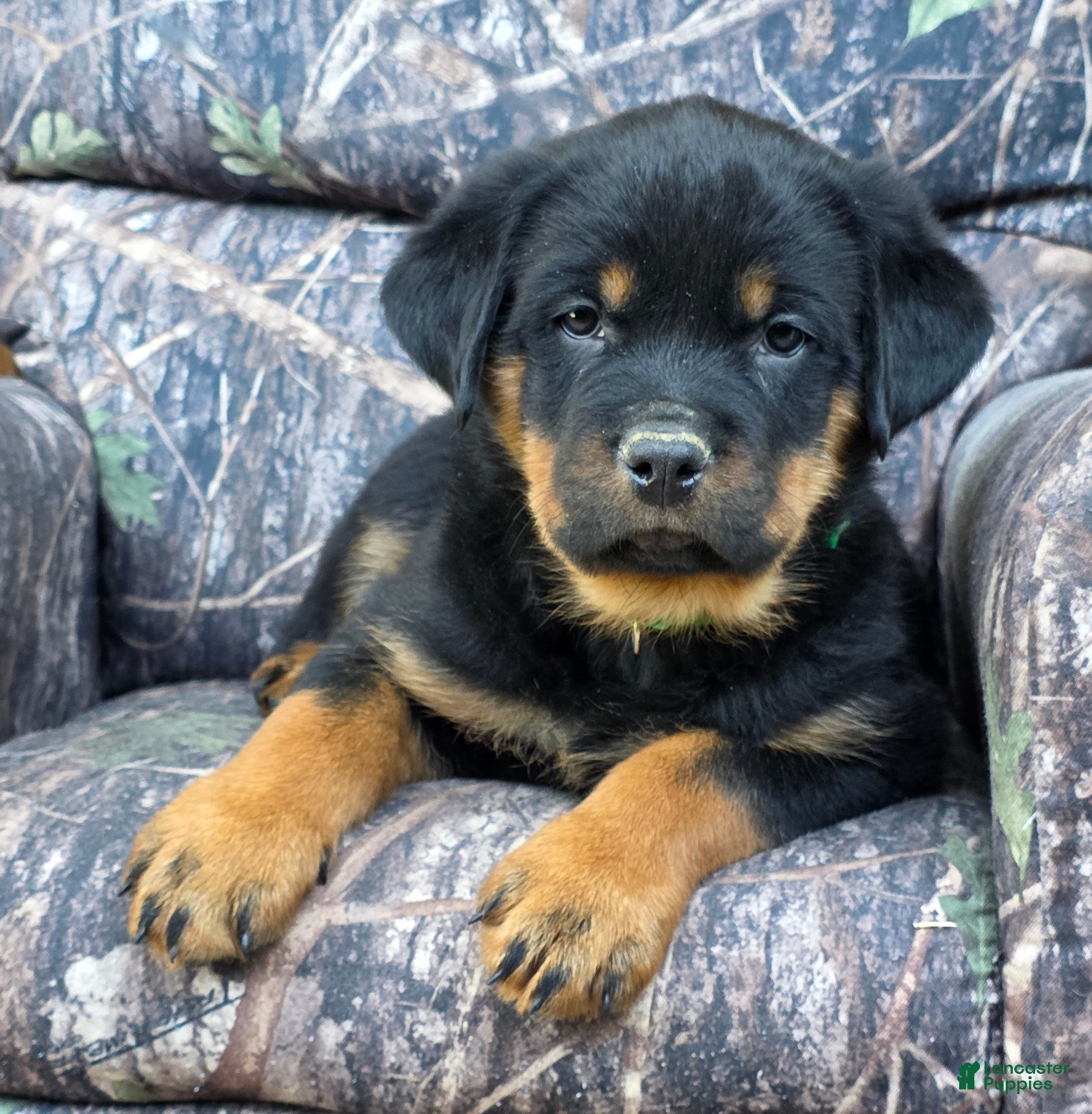 Rottweiler dogs Chad - Ad 1