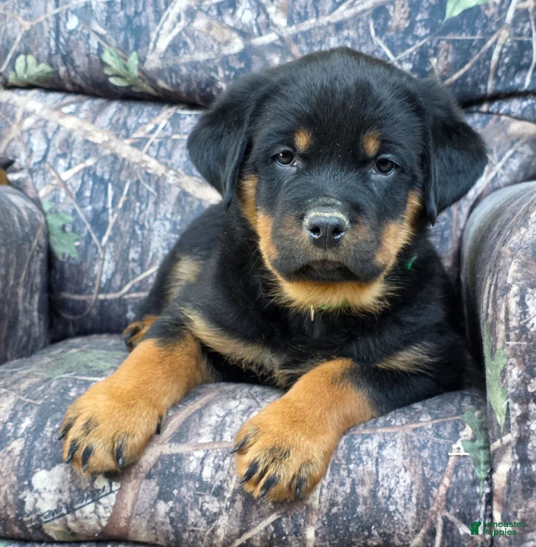 Rottweiler dogs for sale: Chad - Ad 1