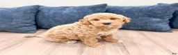 Mini Goldendoodle dogs for sale: Gus - Ad 8