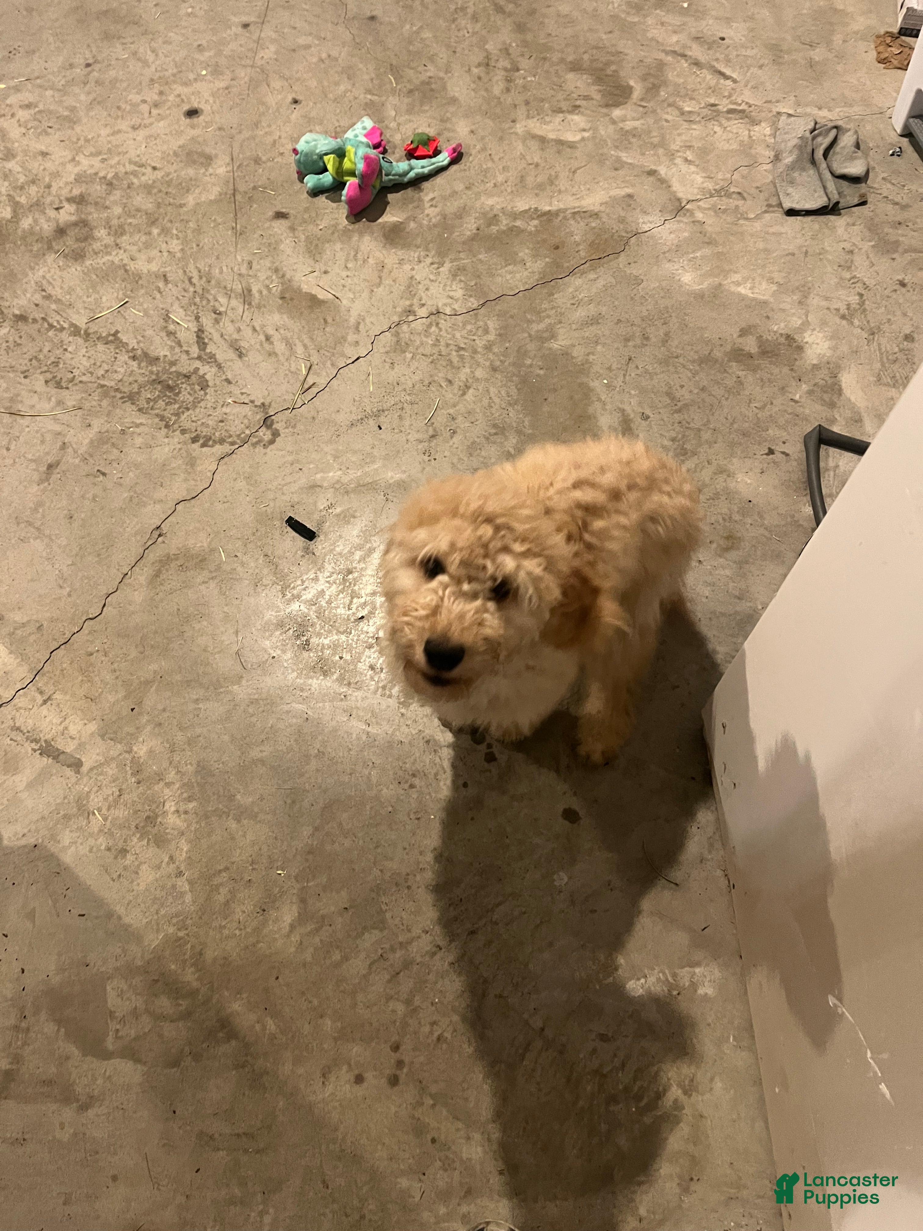 Goldendoodle dogs Goldendoodle Puppy 1 - Ad 33