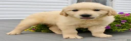 Golden Retriever dogs for sale: Oscar - Ad 5