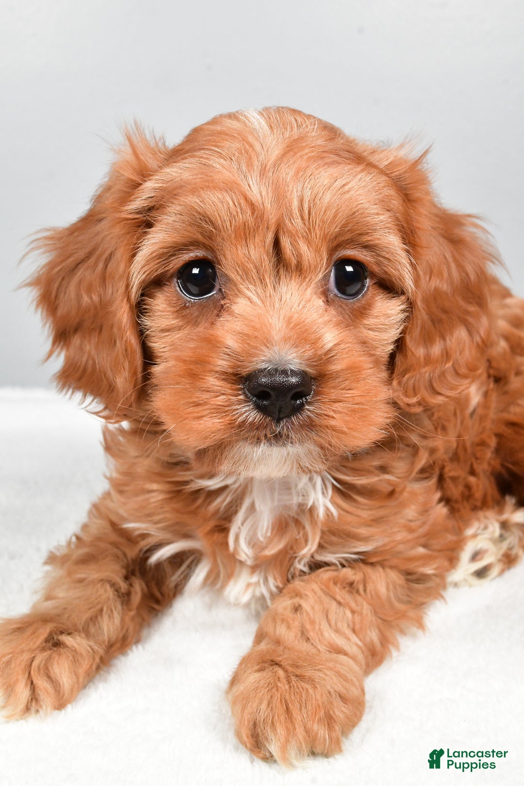 Cavapoo dogs for sale: Spencer  - Ad 3