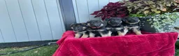 German Shepherd dogs for sale: Kasey - Ad 5
