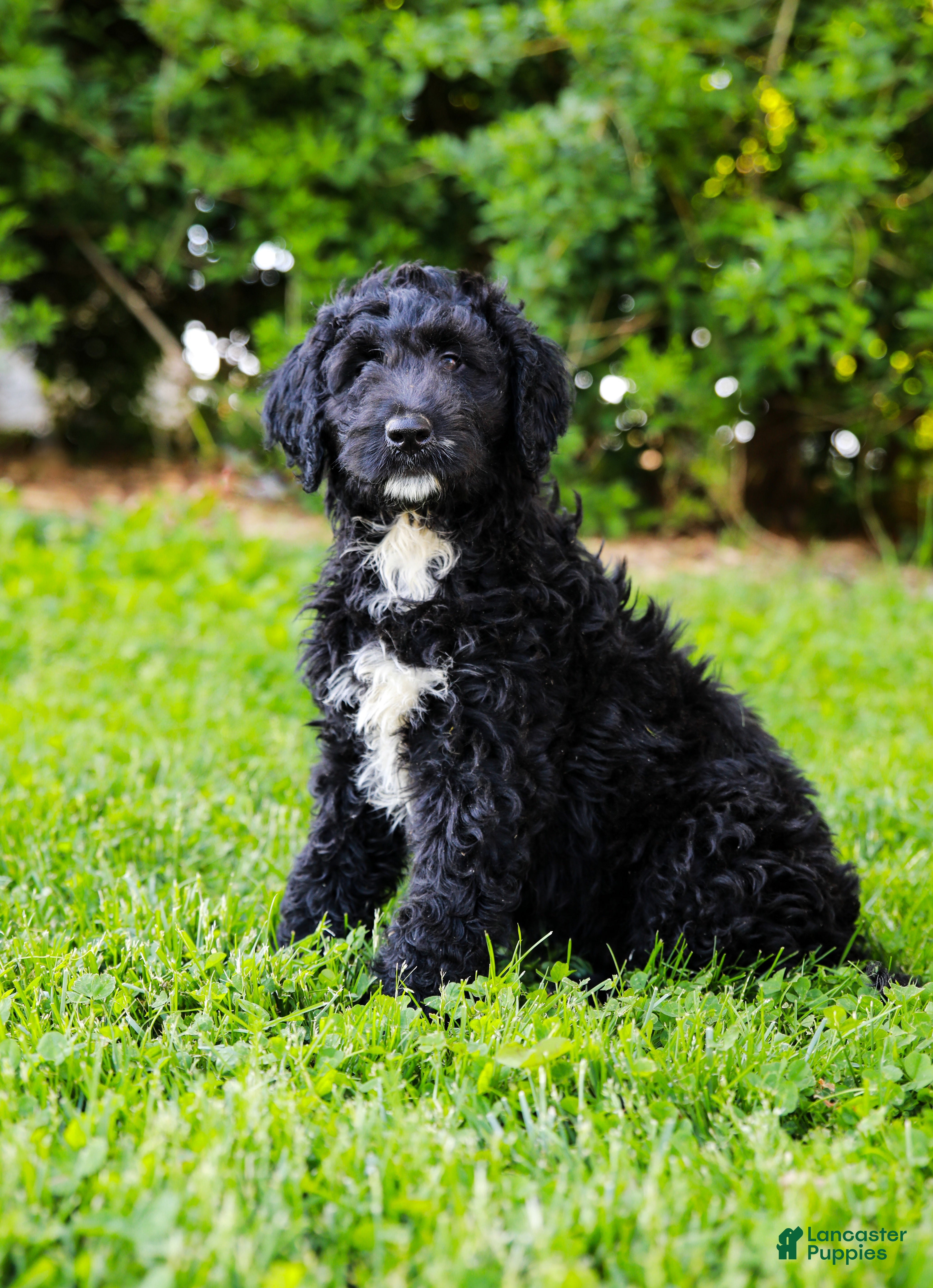 Aussiedoodle dogs for sale: Madison Standard - Ad 3