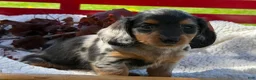 Miniature Dachshund dogs for sale: Bonnie - Ad 3