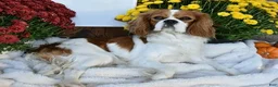 Cavapoo dogs for sale: Teddy  - Ad 5