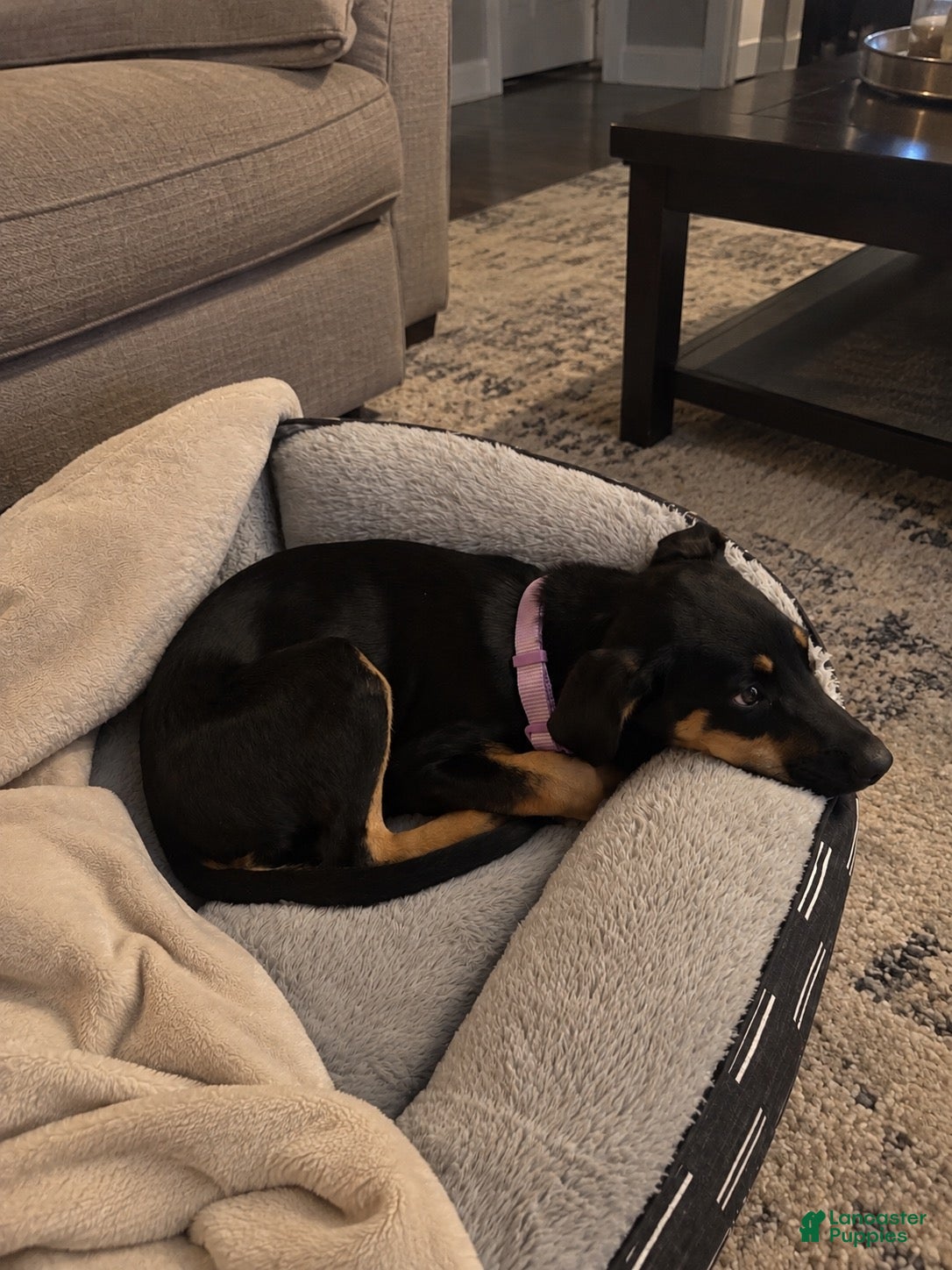 Mixed Breed dogs for sale: Mixed Breed 1 - Ad 32