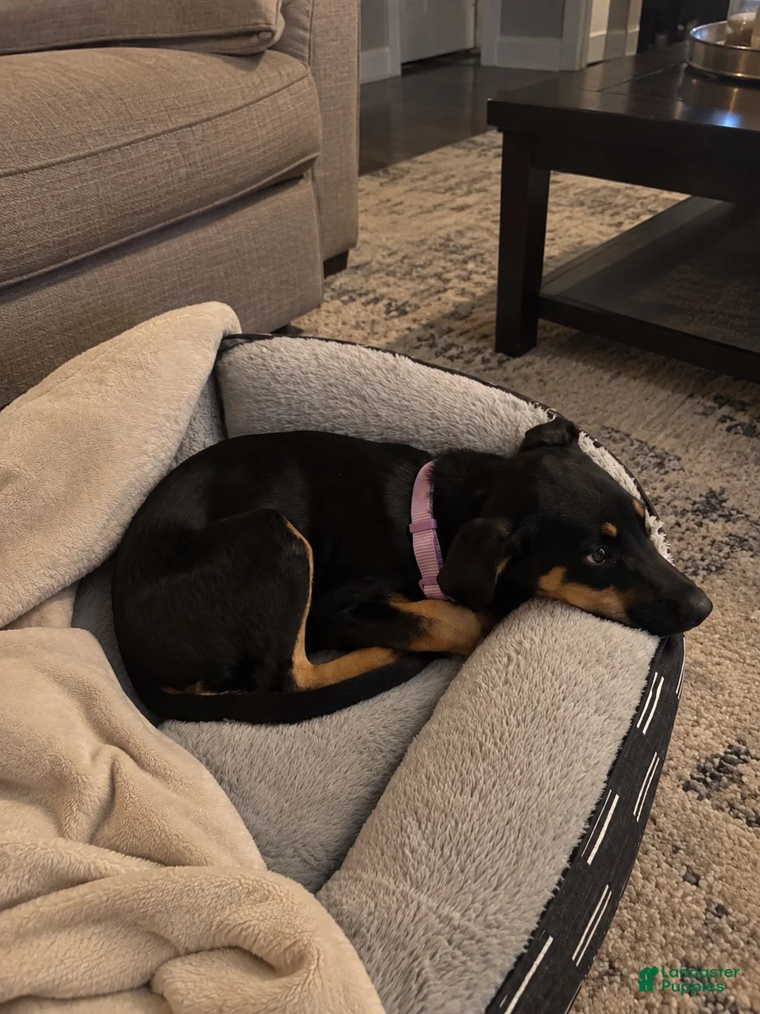 Mixed Breed dogs for sale: Mixed Breed 1 - Ad 1