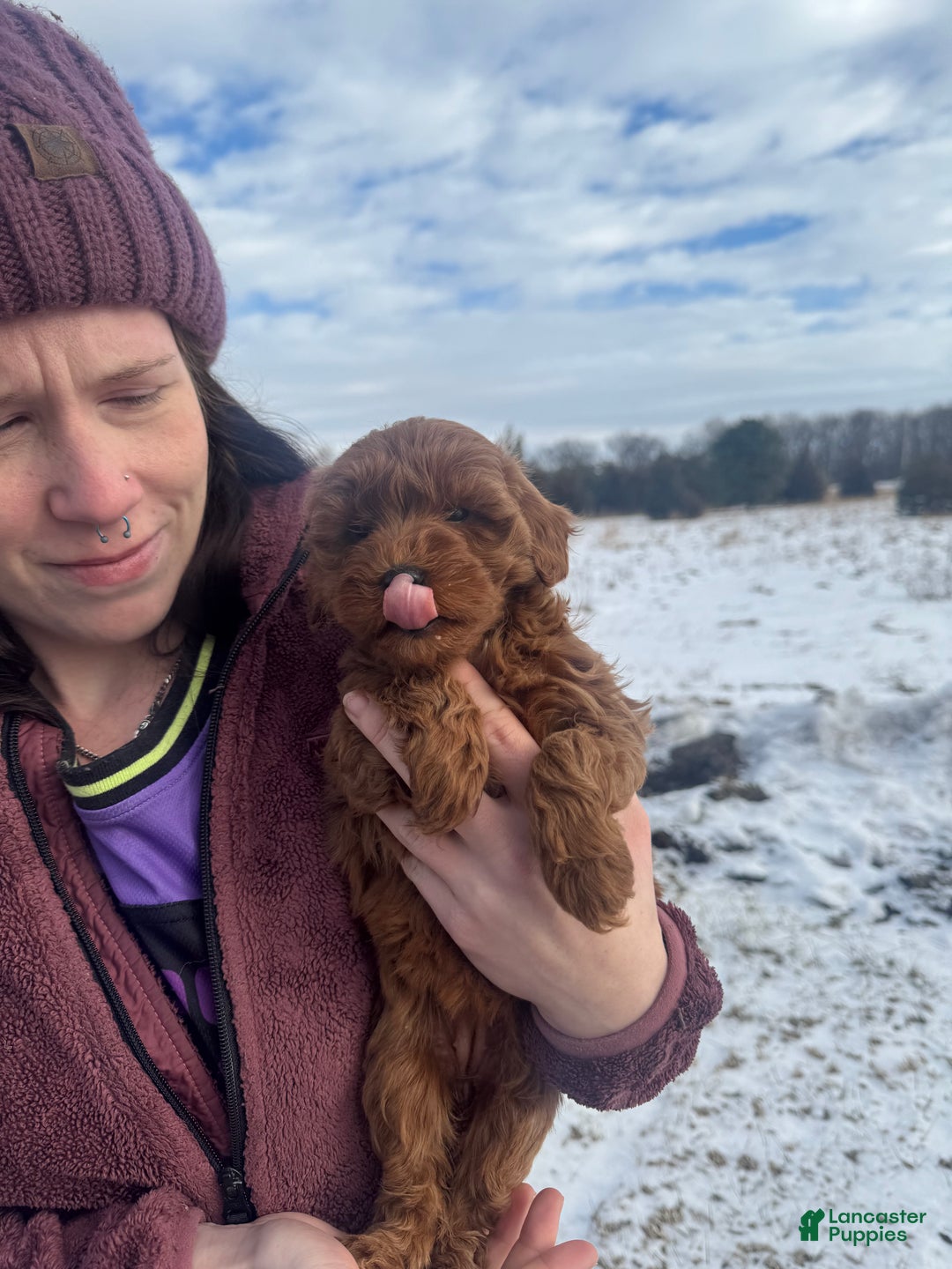 Mini Goldendoodle dogs for sale: Mini Goldendoodle Puppy 4 - Ad 4