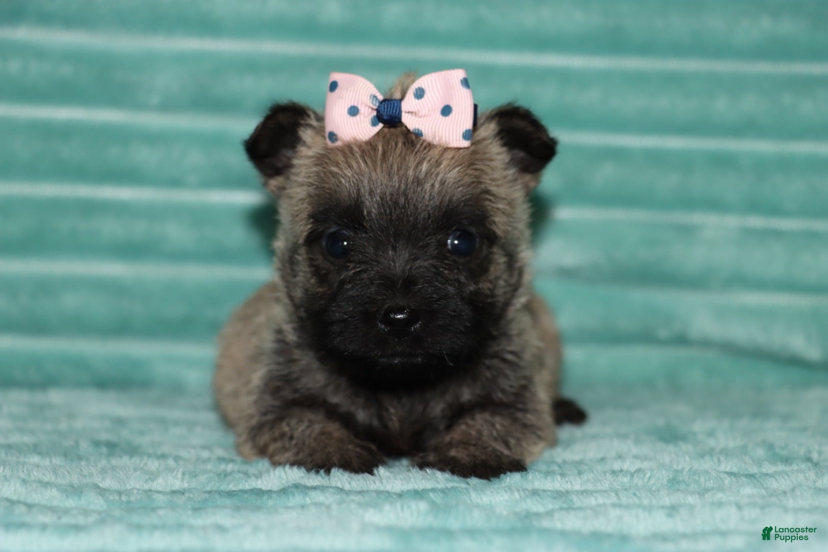 Cairn Terrier dogs Callie - Ad 2