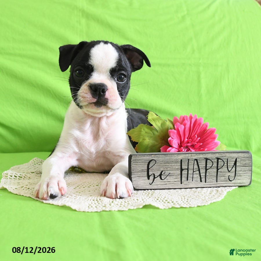 Boston Terrier dogs Zipper - Ad 2
