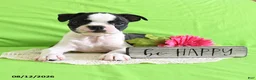 Boston Terrier dogs for sale: Zipper - Ad 7