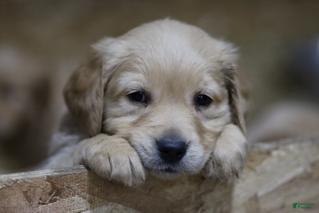 Golden Retriever dogs for sale: Golden Retriever Puppy 3 - Ad 8