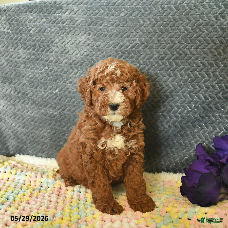 Mini Goldendoodle dogs for sale: Dusty  - Ad 1