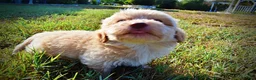 Havapoo dogs for sale: Loki-Sale!!! - Ad 10