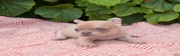 French Bulldog dogs for sale: Autumn - Ad 4