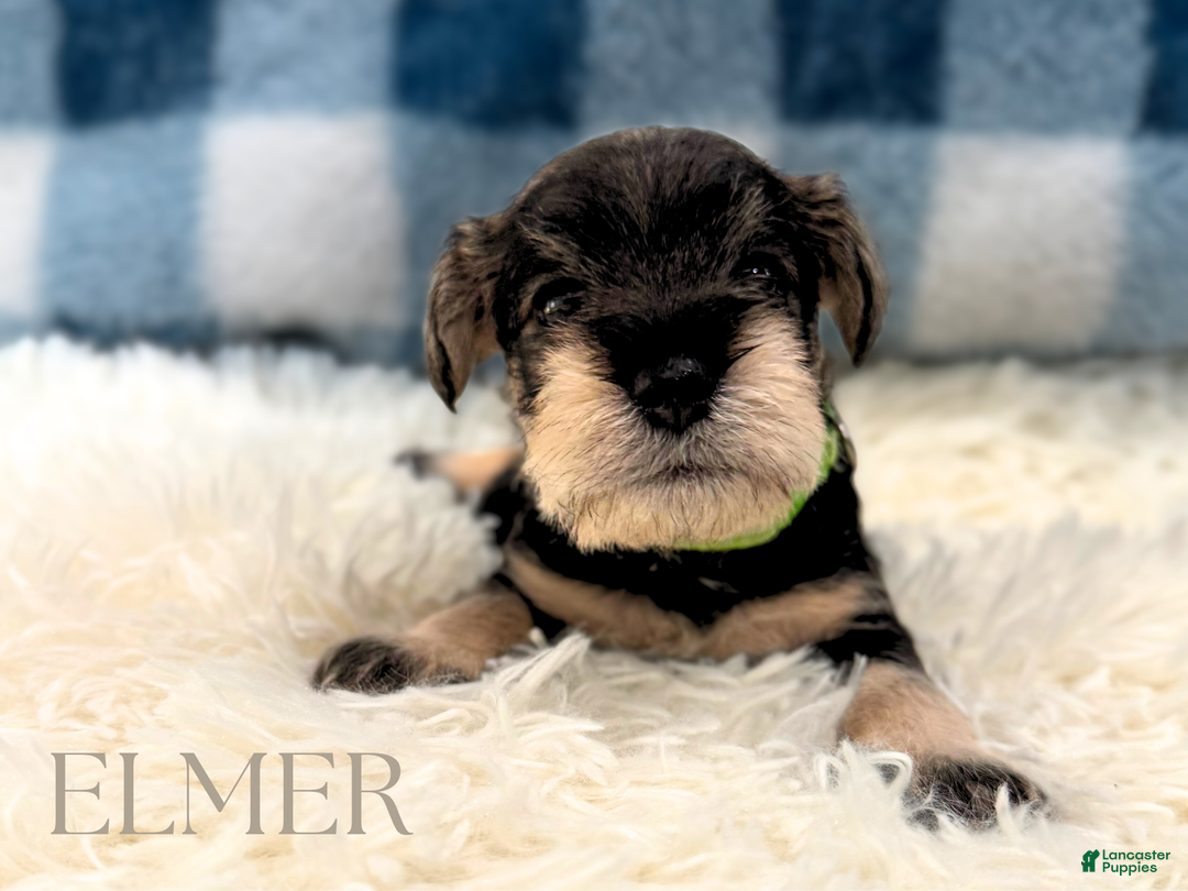 Miniature Schnauzer dogs for sale: ELMER - Ad 3