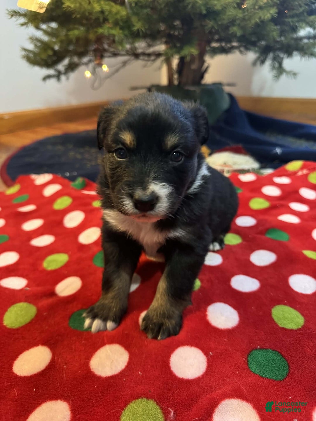 Australian Shepherd dogs for sale: Artic - Ad 4