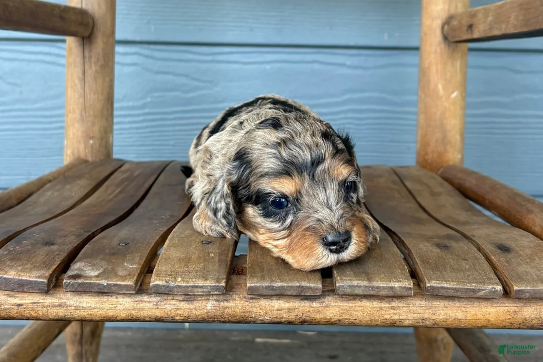 Cavapoo dogs for sale: Sketch - Ad 2