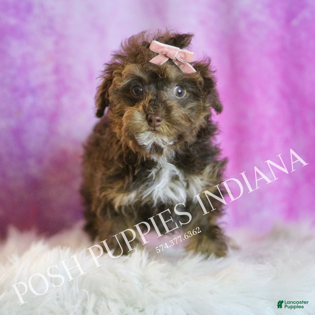 Toy Poodle dogs for sale: Celeste - Ad 4