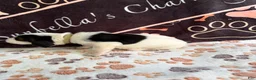 Basset Hound dogs for sale: Basset Hound 3 - Ad 4