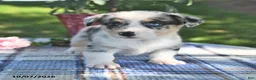 Welsh Corgi Pembroke dogs for sale: Chai - Ad 3