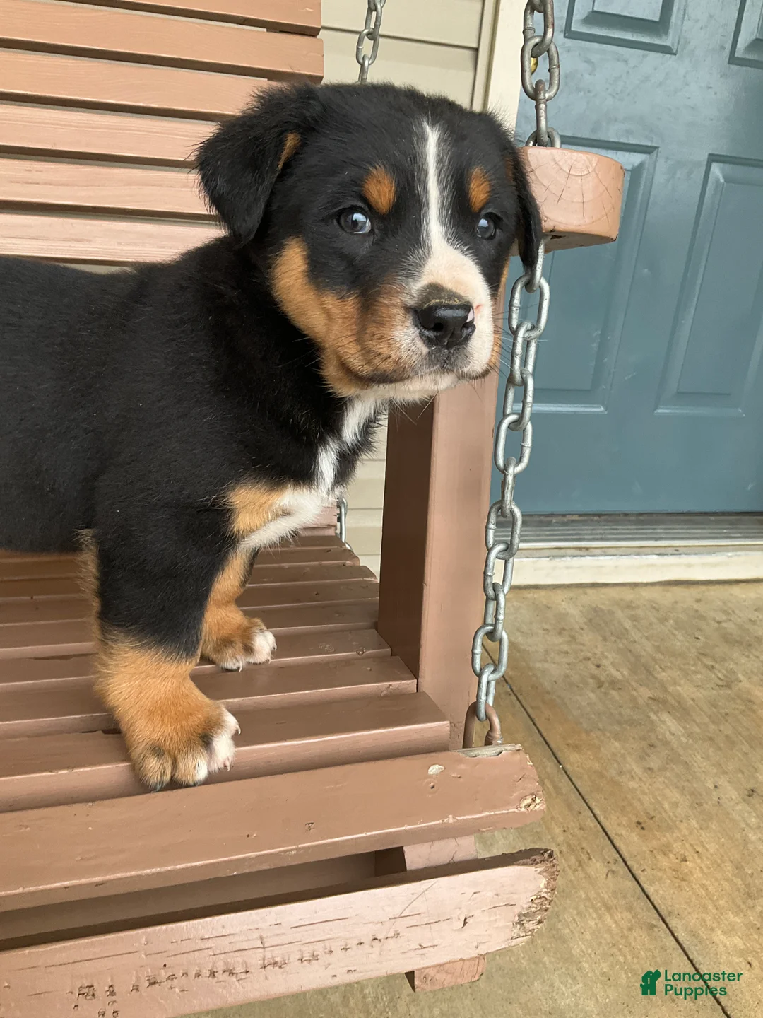 Greater Swiss Mountain Dog dogs for sale:  Bart - Ad 1