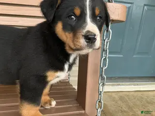 Greater Swiss Mountain Dog dogs Bart - Ad 12