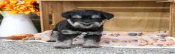 Miniature Schnauzer dogs for sale: SpongeBob - Ad 8
