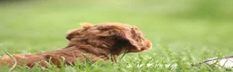 Dachshund dogs for sale: Saffron - Ad 3
