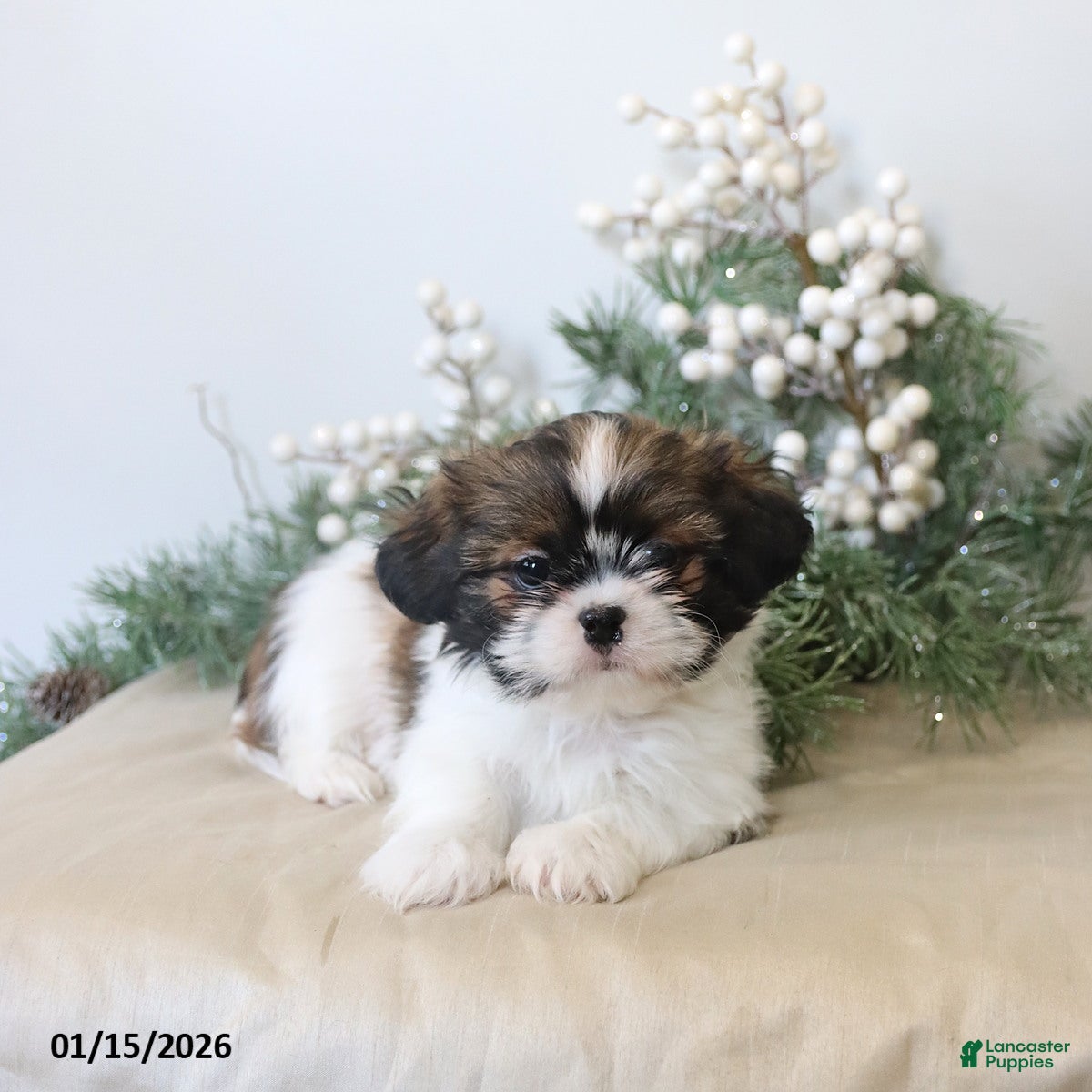 Shih Tzu dogs Finley - Ad 15