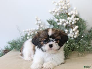 Shih Tzu dogs Finley - Ad 6