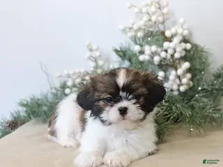 Shih Tzu dogs Finley - Ad 8
