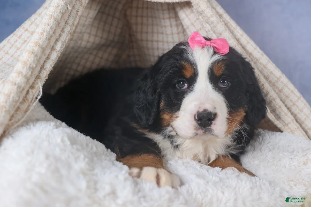 Bernese Mountain Dog dogs for sale: HANNAH - Ad 2