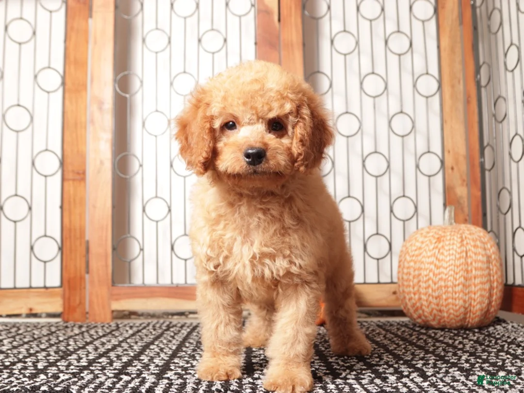 Mini Goldendoodle dogs for sale: Ernie - F1B Male Mini Goldendoodle  - Ad 3