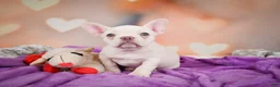 French Bulldog dogs for sale: Sadie - Ad 7