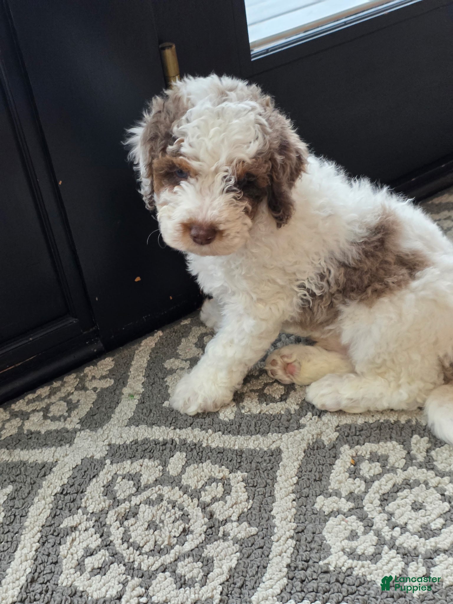Mini Goldendoodle dogs Rocky - Ad 31