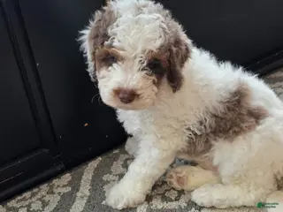 Mini Goldendoodle dogs Rocky - Ad 30
