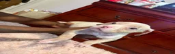 American Bully dogs for sale: American Bully 2 - Ad 4