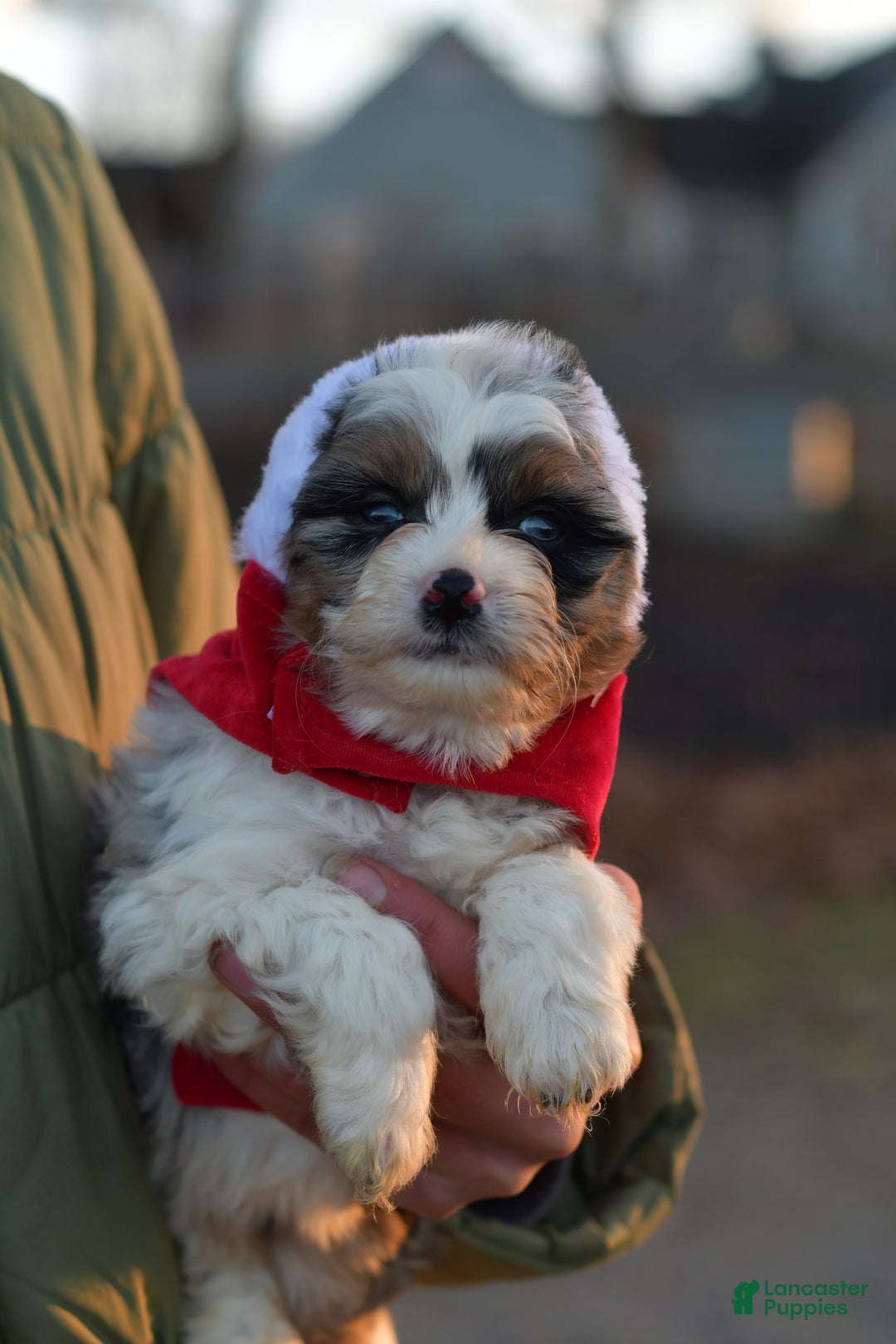 Mini Aussiedoodle dogs for sale: Rory - Ad 4