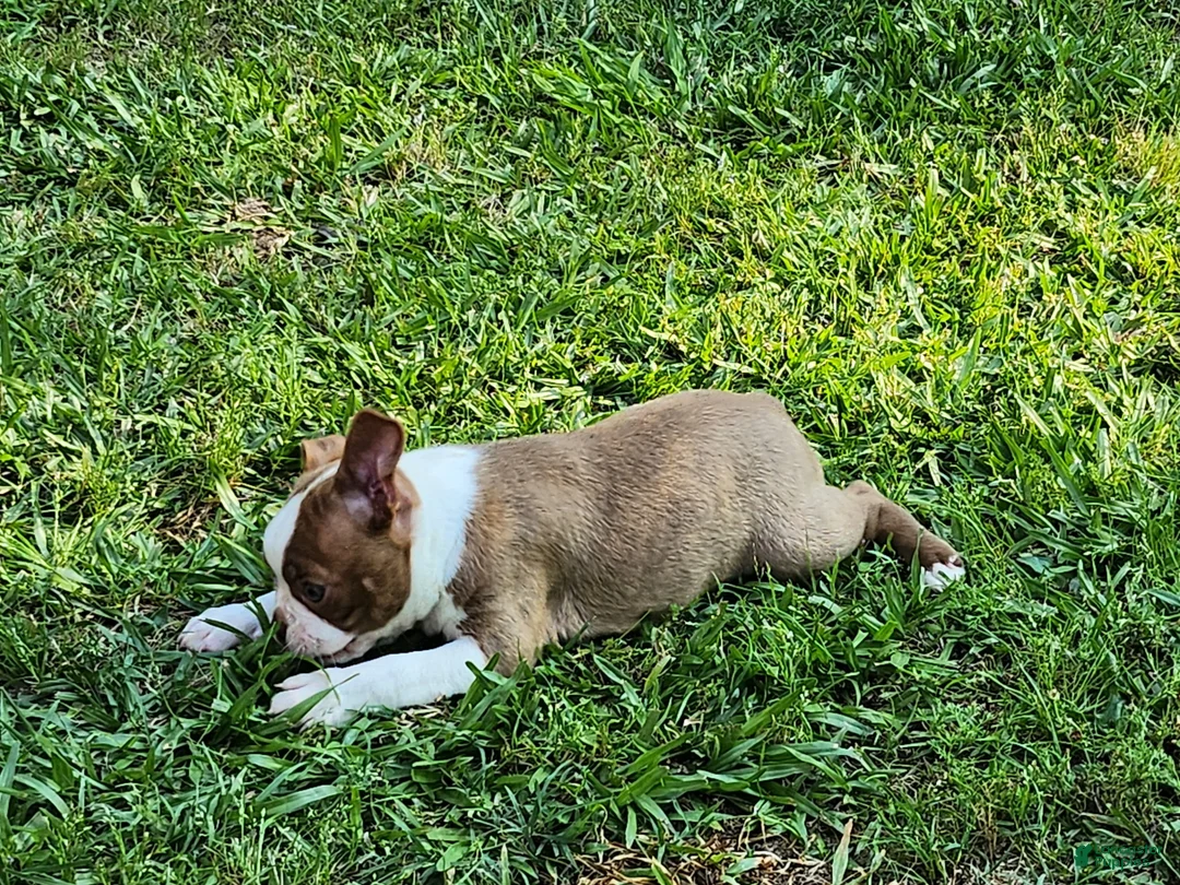 Boston Terrier dogs for sale: Betty - Ad 2
