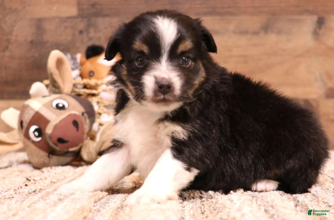 Toy Australian Shepherd dogs for sale: Cora black-tri Toy Aussie f - Ad 1